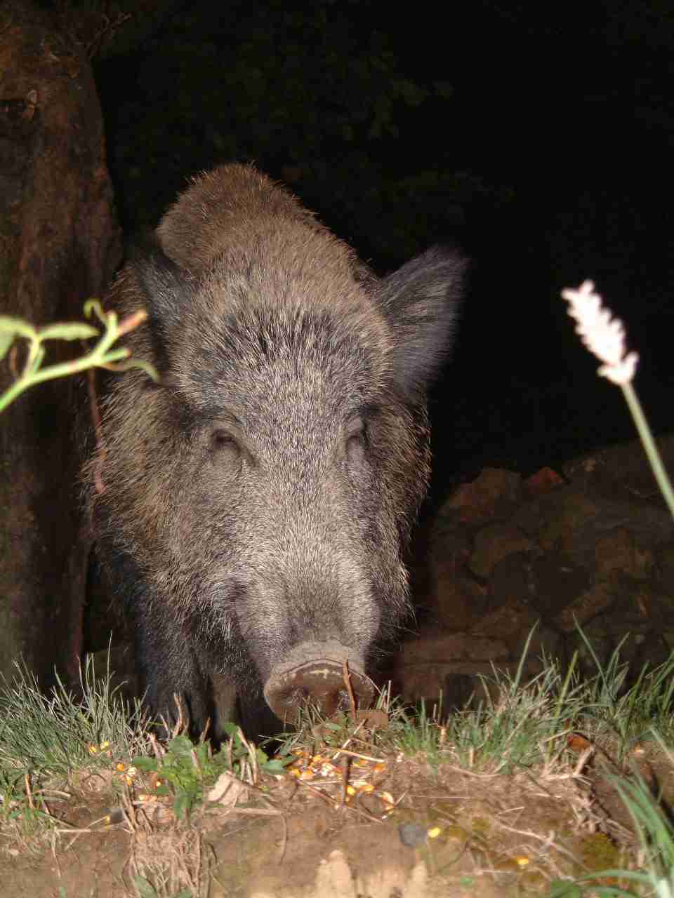  Image name: fau23.JPG 
 width: 960 pixel 
 height: 1280 pixel 
 Size: 70299 bytes 
 Click to enlarge 